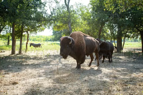 897 N Wilson, Palo Pinto, TX 76484