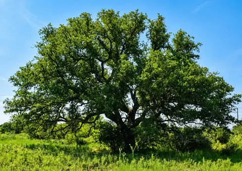 Undisclosed, Voca, TX 76887