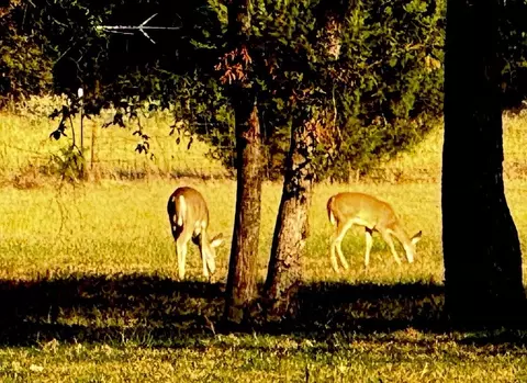 3074 Vz County Road 2120, Canton, TX 75103