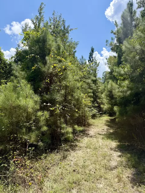0 Asseff Rd, Mansfield, LA 71052 photo 4