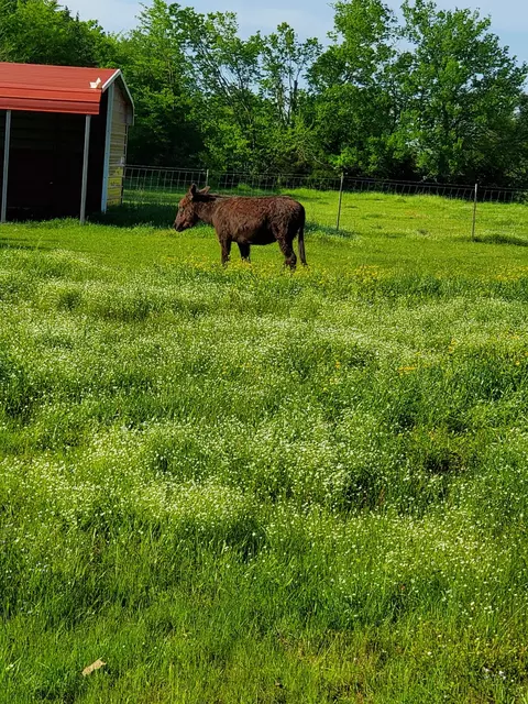 7263 Hwy 276, Point, TX 75472 photo 29