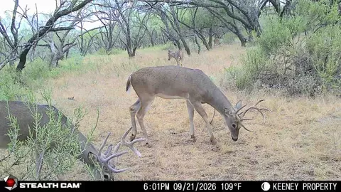 355 County Road 144, Comanche, TX 76442 photo 32