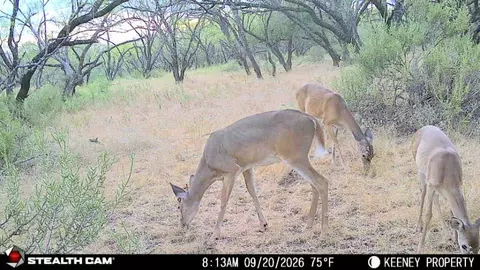 355 County Road 144, Comanche, TX 76442 photo 31