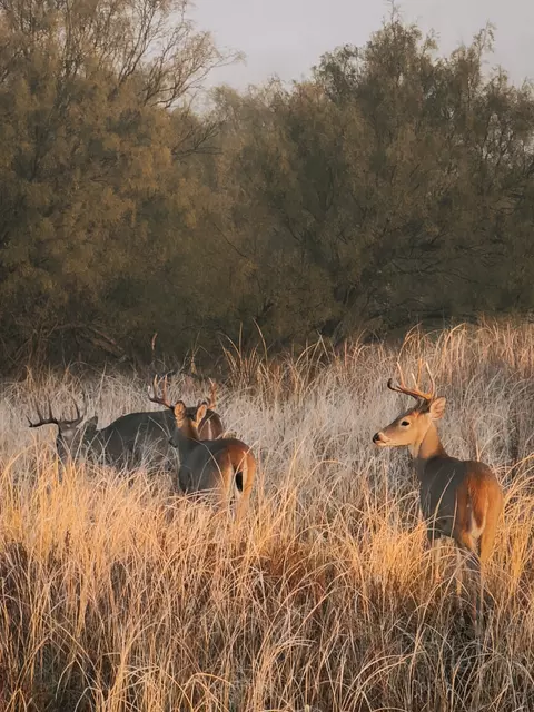 tbd County Road 117, Paducah, TX 79248