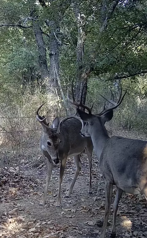 tbd County Road 182, Comanche, TX 76442 photo 23
