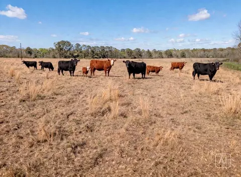 Na Kickapoo Road, Groveton, TX 75845 photo 12