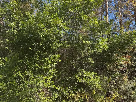 tbd Lakeview Ln, Shepherd, TX 77371
