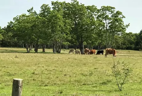 0 Eagle Rd, Anahuac, TX 77514 photo 6