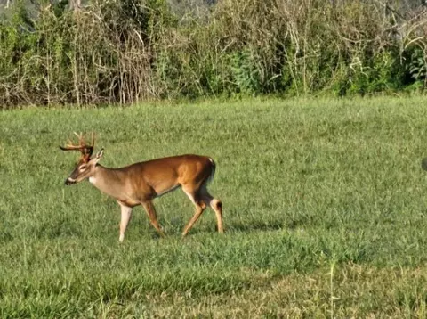 498 Brahman Trl, Angleton, TX 77515 photo 11