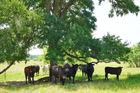 0050 County Road 419, Navasota, TX 77868