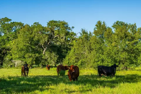 19329 Cr 319, Brazoria, TX 77422