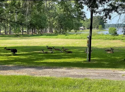 0 Forest Holw, Trinity, TX 75862 photo 8