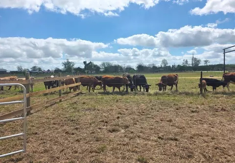 816 Raccoon Bend Rd, Bellville, TX 77418