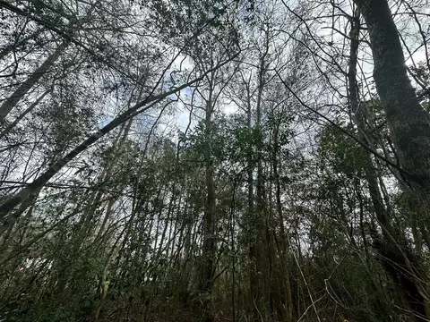 0 Redbud Dr, Conroe, TX 77302 photo 9