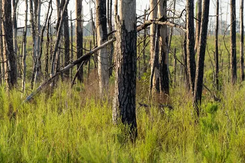 tbd County Road 33, Jasper, TX 75938 photo 5