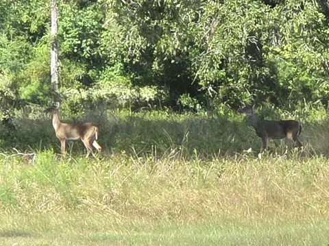 lot15 Monticello St, Trinity, TX 75862 photo 9