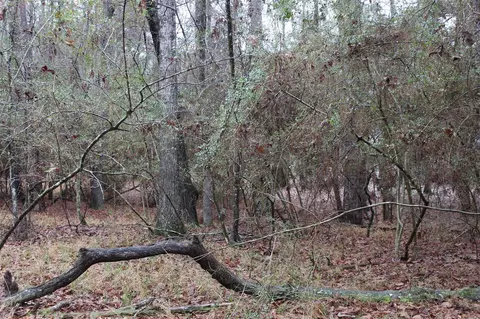 lot6 Magnolia Ct, Trinity, TX 75862