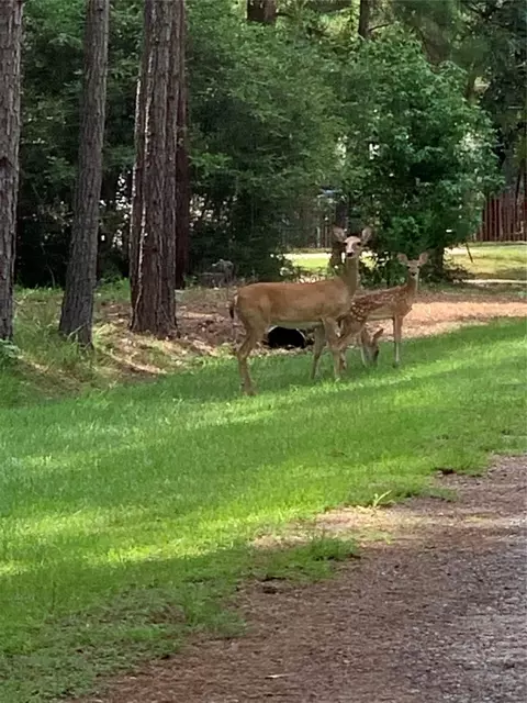 Other - 305 Canadian Dr, Trinity, TX 75862 photo 2 of 4