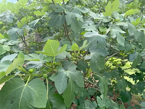 Other - 192 Sam Houston Loop, Point Blank, TX 77364 photo 6 of 9