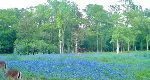 8318 Timber Bridge Ln, Chappell Hill, TX 77426
