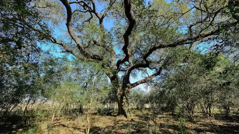 26266 Fields Store Rd, Waller, TX 77484 photo 7