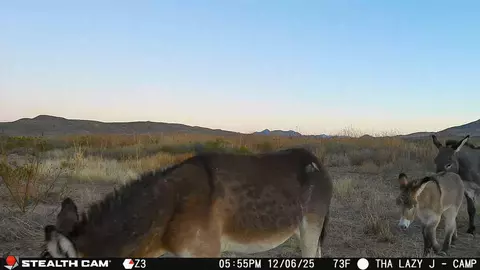 tbd Mailbox Rd, Alpine, TX 79852 photo 16