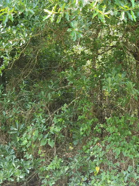 27735 Mid Ln, Splendora, TX 77372 photo 3
