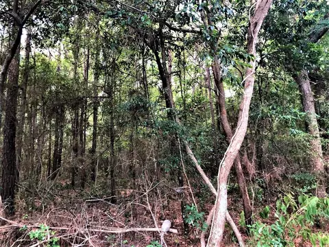 tbd Perry Dr, Coldspring, TX 77331 photo 1