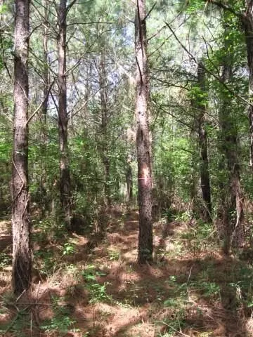 0001 Pelican Rd, Shepherd, TX 77371