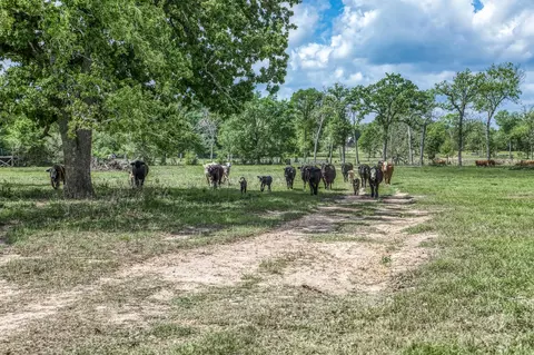 Other - tbd Henson Rd, Hempstead, TX 77445 photo 12 of 13