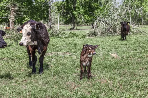 Other - tbd Henson Rd, Hempstead, TX 77445 photo 10 of 13