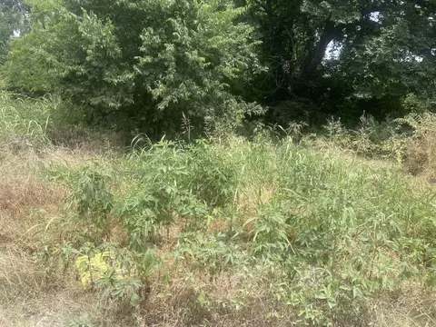 114 E Cedar St, Whitewright, TX 75491