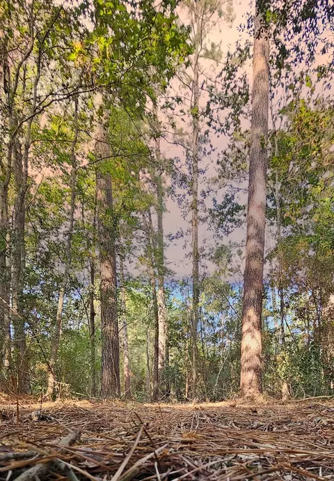 lot11 Gregory Ln, New Waverly, TX 77358