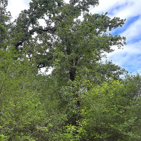 tbd Pr 4045, Centerville, TX 75833 photo 10
