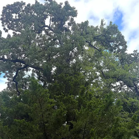tbd Pr 4045, Centerville, TX 75833 photo 4