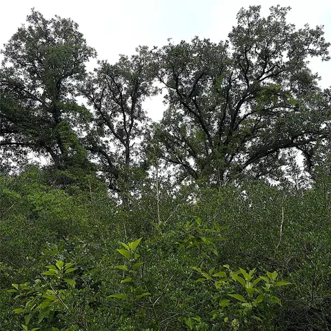 tbd Pr 4045, Centerville, TX 75833 photo 8