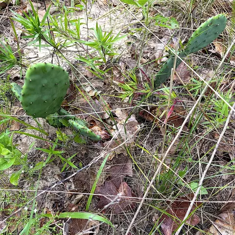 tbd Pr 4045, Centerville, TX 75833 photo 11