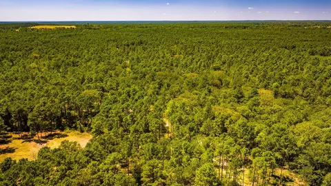 View/Area - tbd E Lakeview Dr, Trinity, TX 75862 photo 8 of 15