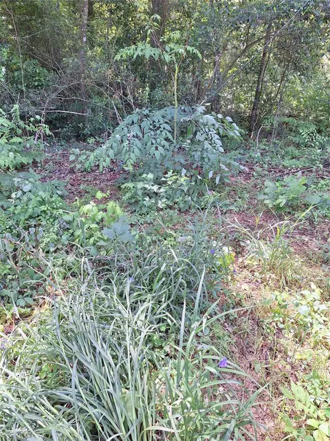 0 Woodland Lakes Dr, Shepherd, TX 77371