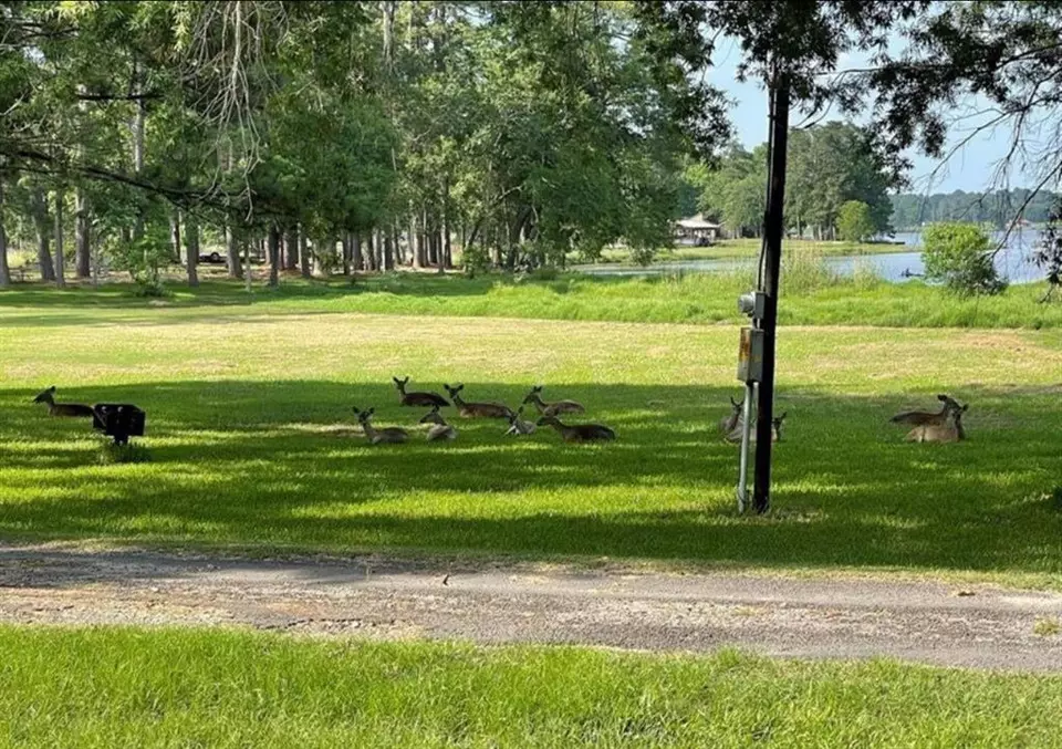  0 Rustling Wind, Trinity, TX 75862 photo 6
