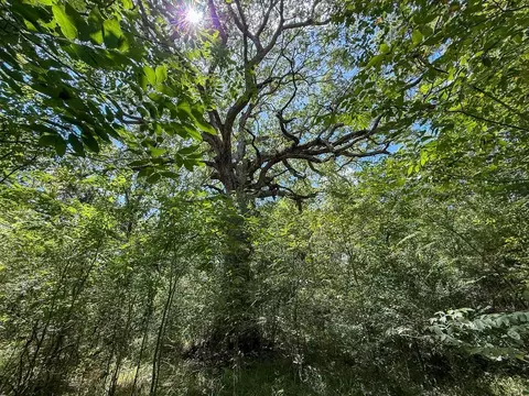 Other - tbd Elmore Loop, Shepherd, TX 77371 photo 5 of 6