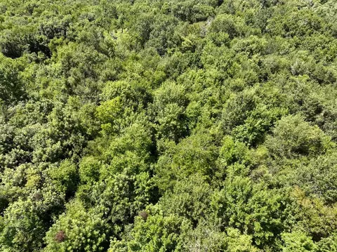 View/Area - tbd Elmore Loop, Shepherd, TX 77371 photo 4 of 6