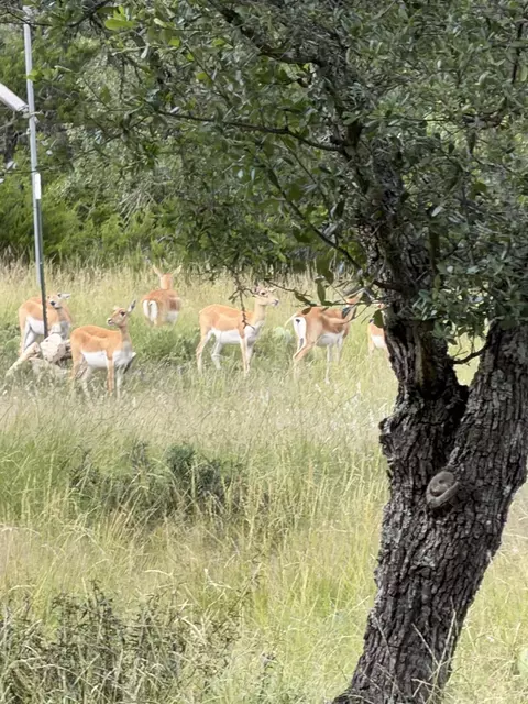 Other - 211 Ringtail Rd, Junction, TX 76849 photo 7 of 14