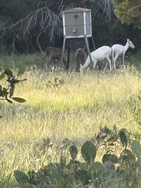 Other - 211 Ringtail Rd, Junction, TX 76849 photo 9 of 14