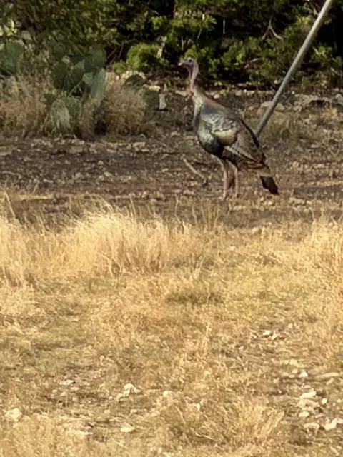 Other - 211 Ringtail Rd, Junction, TX 76849 photo 7 of 7