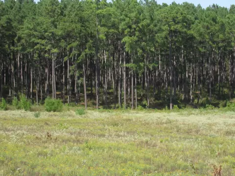 0025 Fm 256 N, Woodville, TX 75979