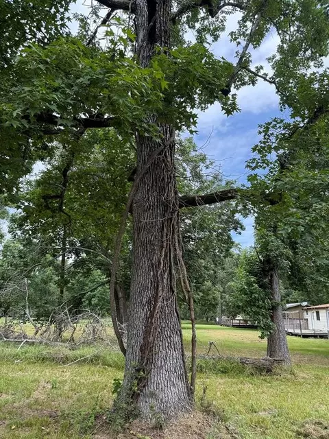 lot7 Block 8 Monticello St, Trinity, TX 75862 photo 3