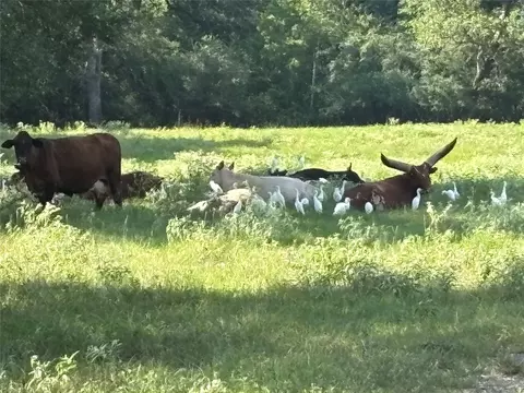 Other - 0 Mellman Rd, Hempstead, TX 77445 photo 4 of 7