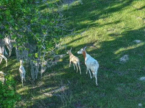 View/Area - 870 Fm 3188, Trinity, TX 75862 photo 16 of 16