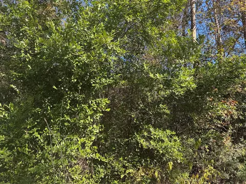 tbd Williams Dr, Livingston, TX 77351